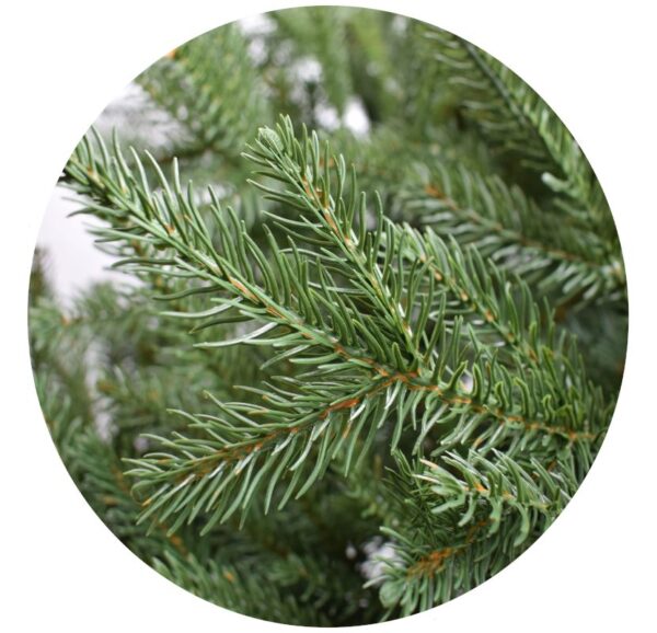 Smrk Wilson'a 3D Snaptree 50% PE - Image 2